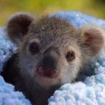 Baby Animals / Wildlife / Pets