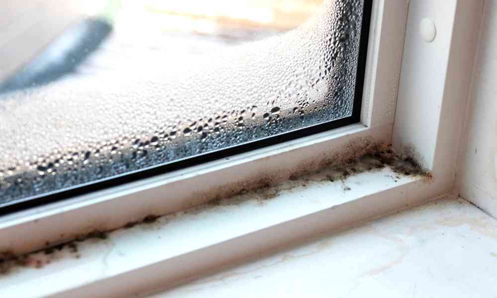 The Dangers Of Black Mold